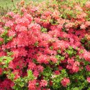 안양감리교회 이미지