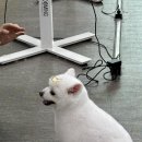 원애견샵 이미지