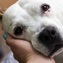 앞선동물병원 이미지