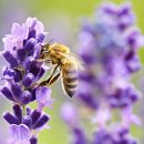 우리가 꿀벌 (꽃가루매개체 들)에게 관심을 가져야하는 이유! 기후변화관련이야기. 이미지