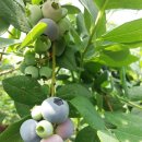 김성곤농장 이미지