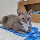 냥플레이스 이미지