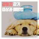 멍냥창고 이미지