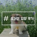 댕댕이# | 유기견 입양 후기 전남 영광 보호소 댕댕이꽃마을 방법 절차