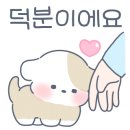 케이독 ST 이미지