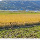 덕동정미소 이미지