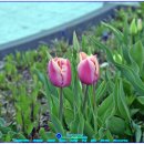 튤립 이미지