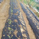 추광농장 이미지