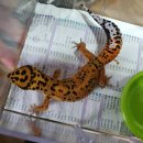 인터렙타일 이미지