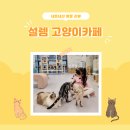 설렘고양이카페 이미지