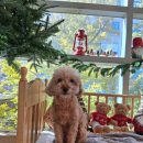 디어마이퍼피 이미지