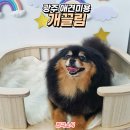 개끌림 이미지