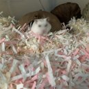 날아라 햄찌 이미지