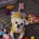 큰사랑동물병원 | 용인 중동 동물병원 아이온, 믿을 수 있었던 24시 응급진료 후기