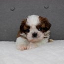 버디독 강아지분양 안심분양센터 김포점 이미지