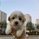 청주 강아지 분양 리몽드 퍼피 켄넬 이미지