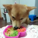 코타츠