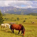 애견코리아 이미지