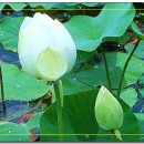 늘처음처럼 이미지