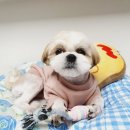 개끌림