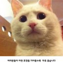 참와이 이미지