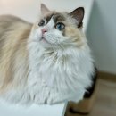 (주)리스펫 이미지