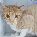 코냥코냥 이미지