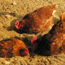 방식농장 이미지