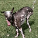 사랑 DOG 차지 이미지