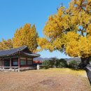 홍산객사 은행나무 이미지