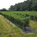 천상 농장 이미지