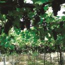 대전가장큰약국 이미지