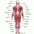 생명보험의 수술특약 [13. 근, 건, 인대 관혈수술]의 보장 범위 이미지