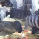 힛도횟집 이미지