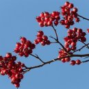 호돈 - 익산시 하나로11길 30 | 호돈