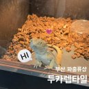 동래슈퍼 | 부산 파충류샵 이색 반려동물 분양 체험 가능한 동래 두카렙타일