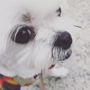 개똥이 이미지