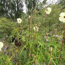 일자산 자연공원 이미지