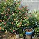 뜨락풍경 이미지