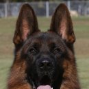 아마존애견사 이미지