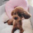 아보네 멍빌리지 | 오산 애견미용 <아보네멍빌리지>