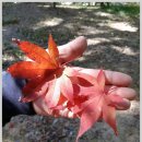 땅끝 남도의 향기 이미지