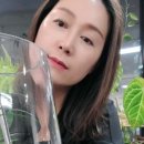더플랜트 이미지