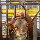 대신목장 이미지