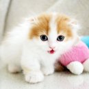 오케이독 이미지