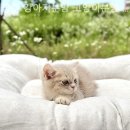 광주 강아지분양 고양이분양 어반펫 광주본점 이미지