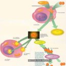 핵산과 유전자, 동맥경화의 비밀 이미지