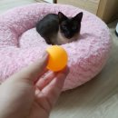 이리온몰 배송후기 /웰츠캣연어/고양이간식/건조닭가슴살/빼빼로데이 이벤트