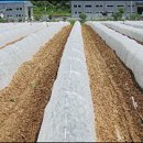 경북농업기술원 영양고추시험장 이미지