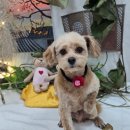 도그도담 이미지